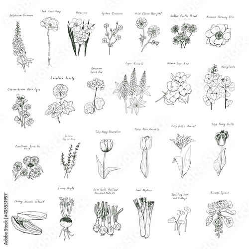 Vegetables, flowers, tulips vector illustrations set