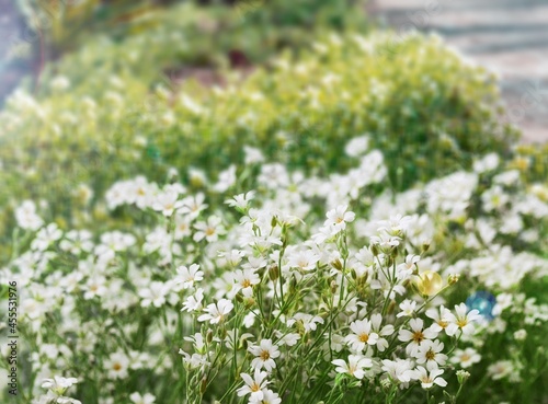 Flower of garden or medicinal chamomile. The concept of naturalness.