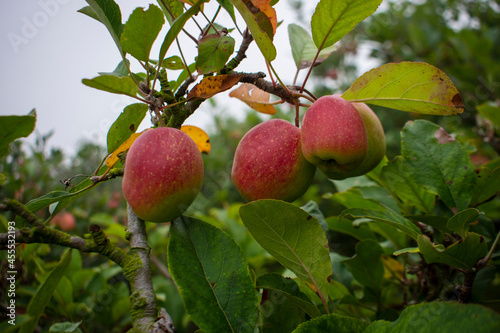 apples on tree