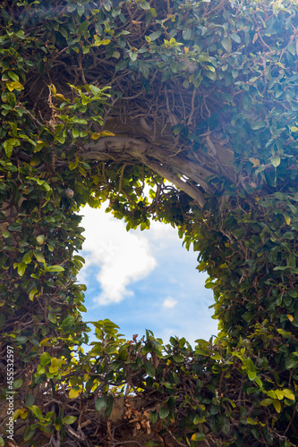 Sky view trough dense tree leaves