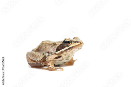 toad on a white background.