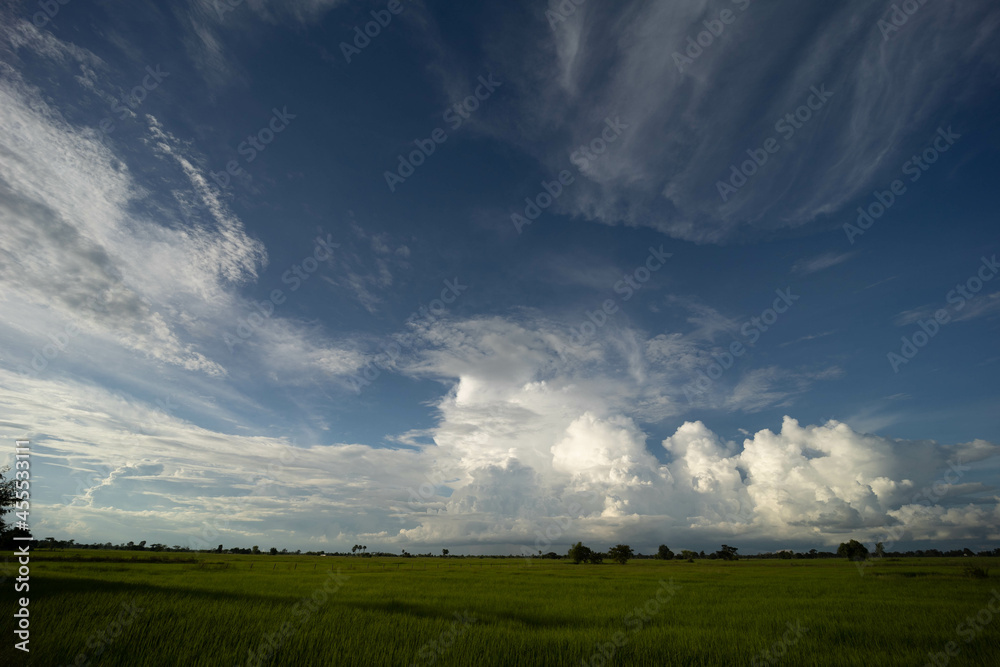 Panorama blue Sky clouds over Rice fields before the rain. Panorama blue Sky clouds over Rice fields before the rain.