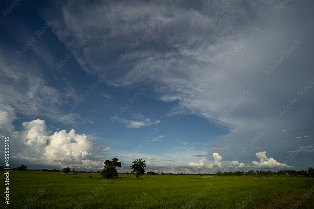 Panorama blue Sky clouds over Rice fields before the rain. Panorama blue Sky clouds over Rice fields before the rain.