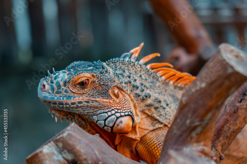 Iguana  Herbivorous Lizard Genus Relaxing   Sunbathing - Close Up