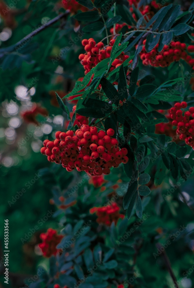 bunches of rowan on a tree