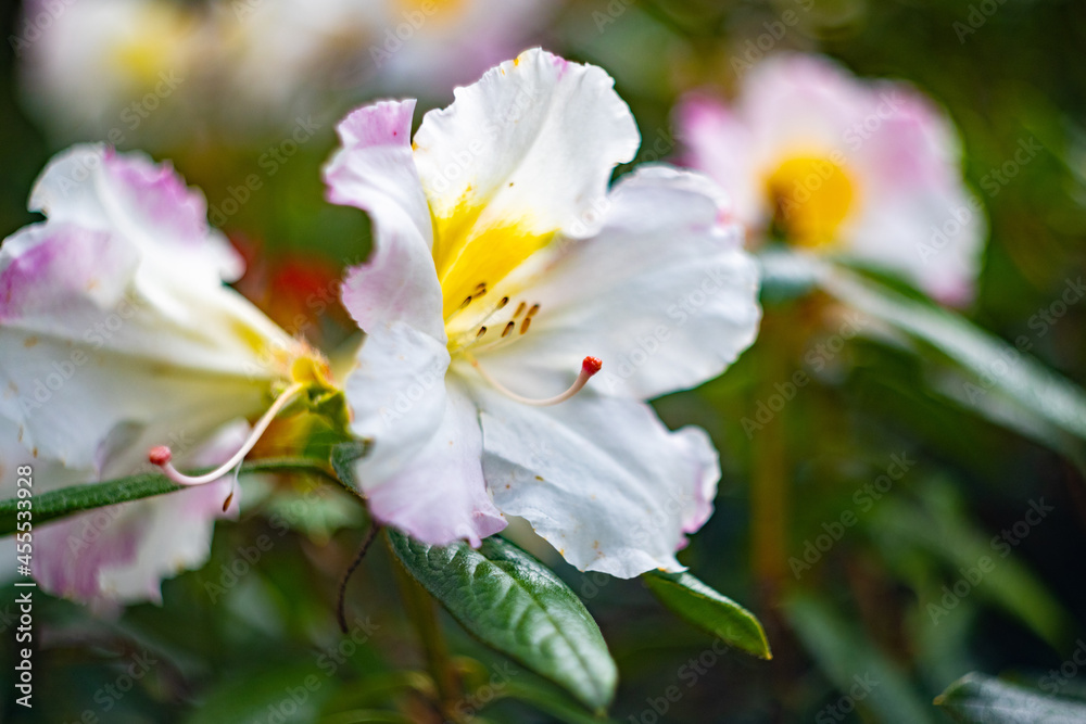 Blooming flower in Golden Gate Park San Francisco California Blooming flower in Golden Gate Park San Francisco California