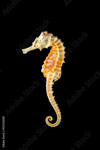 Dried seahorse skeleton on a black background