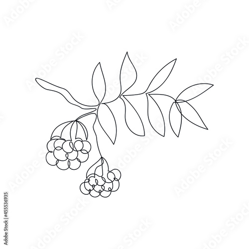 Rowan branch with bunches of berries drawn in one line. Floral sketch. Autumn leaves. Continuous line drawing. Modern art. Vector illustration in minimal style.