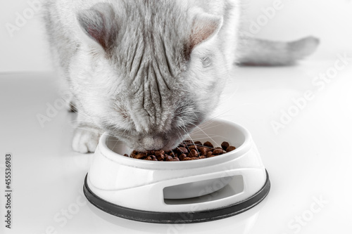 White British cat eats dry food from a bowl. Silver chinchilla cat on a white background. Balanced dry food for cats. Photo.