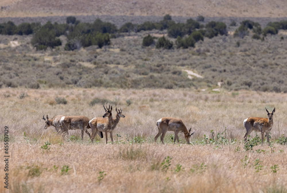 Naklejka premium Herd of Pronghron Antelope Bucks in Utah