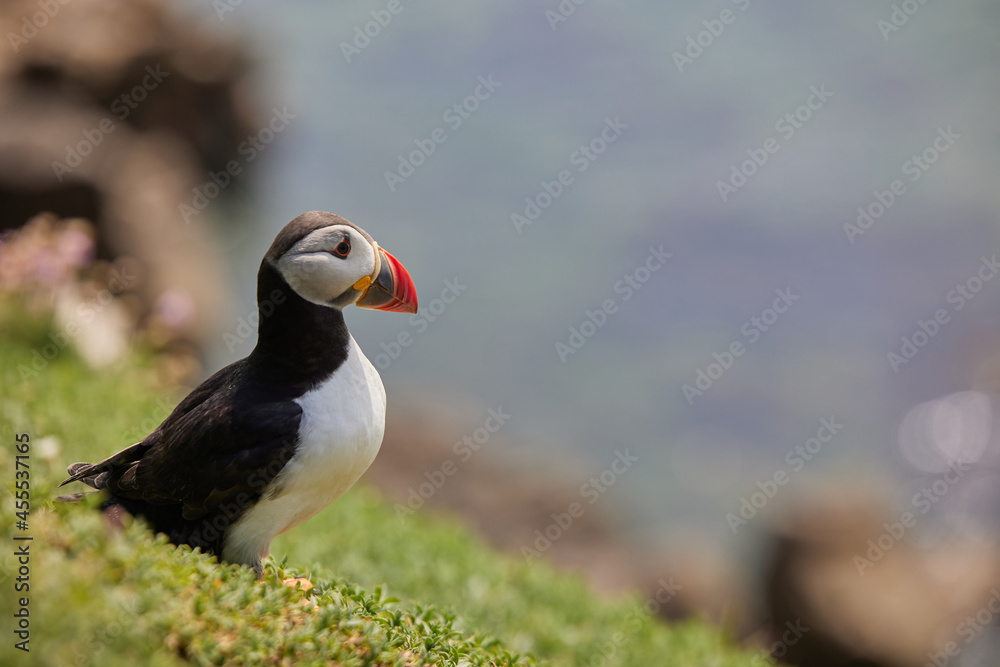 puffin standing on a rock cliff . fratercula arctica
