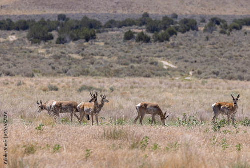 Herd of Pronghron Antelope Bucks in Utah