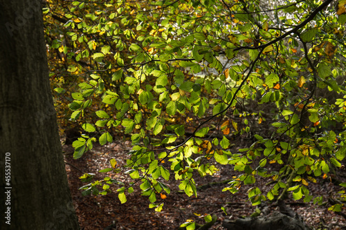 Beech Leaves in Sunlight