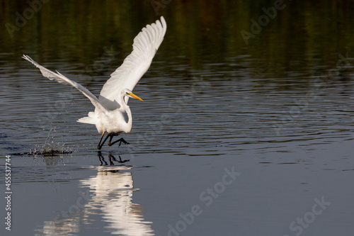 Great White Egret dancing on water