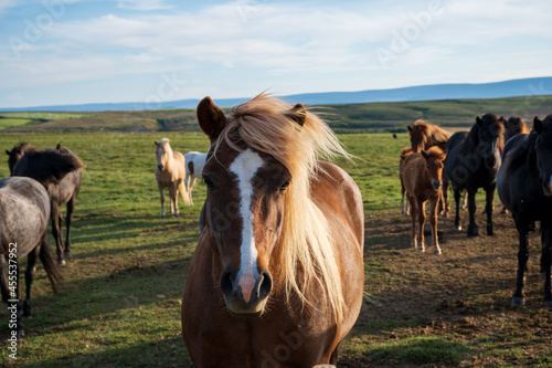 Bonitos caballos en Islandia un dia soleado de verano