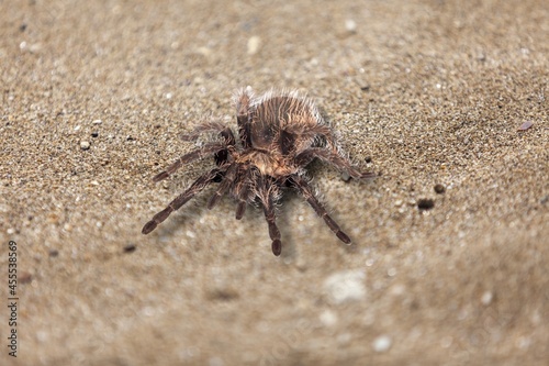 The wild brown spider is on the rough ground.