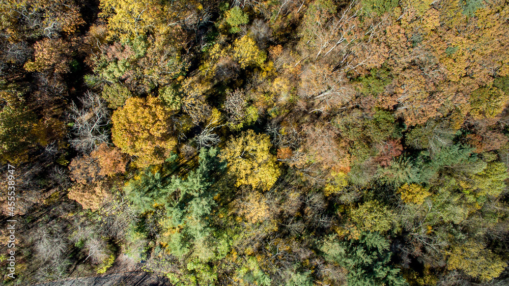 Forest from above