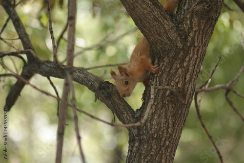 Squirrel on a tree © JerryM