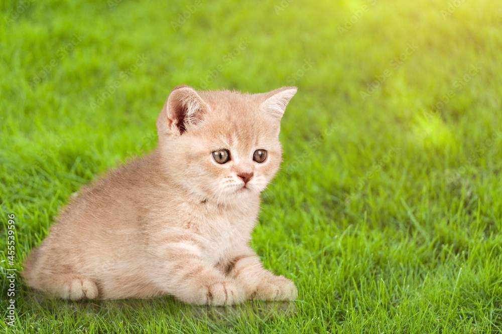 Cute small domestic kitten sits in the green grass