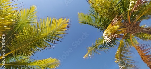 palm tree and blue sky © Bruno