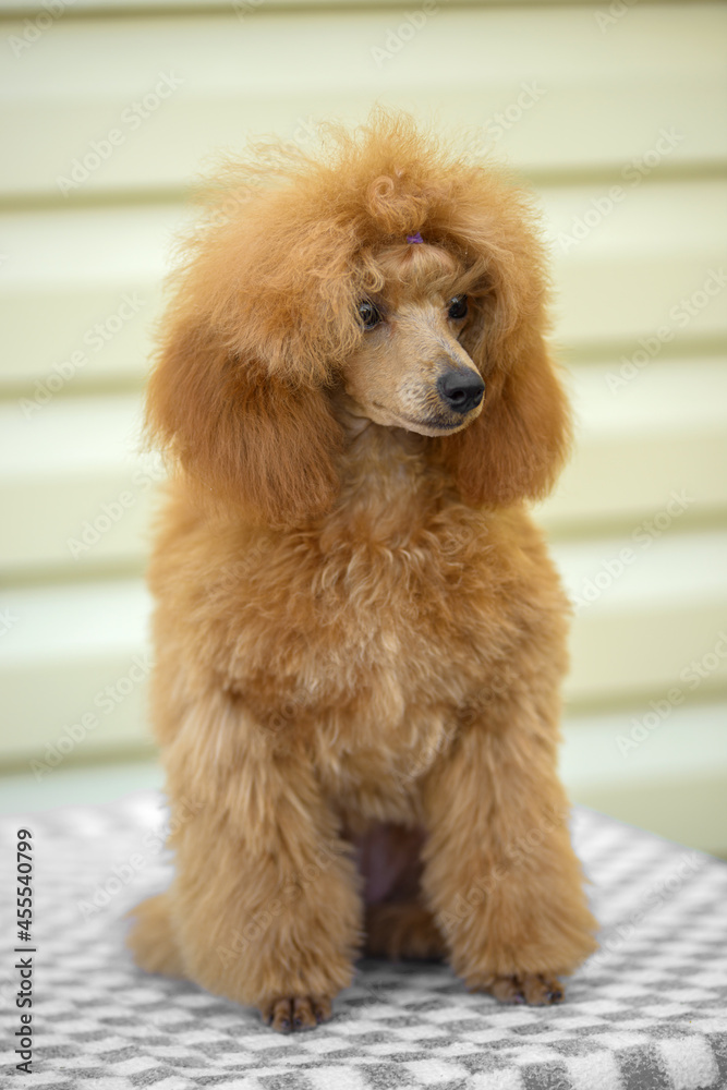 little cute poodle dog at walk, close view little cute poodle dog at walk, close view