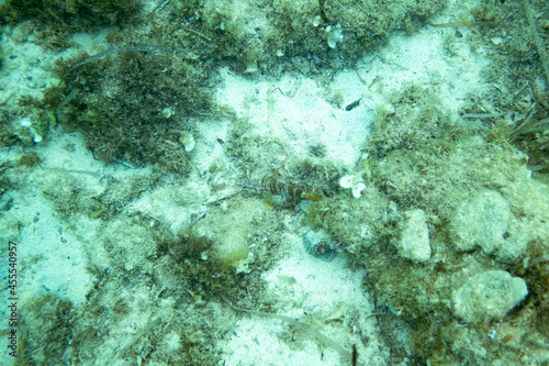 view of small fish camouflaging under water in clear and clean mediterranean water with stones and algae in the seabed of the the sea