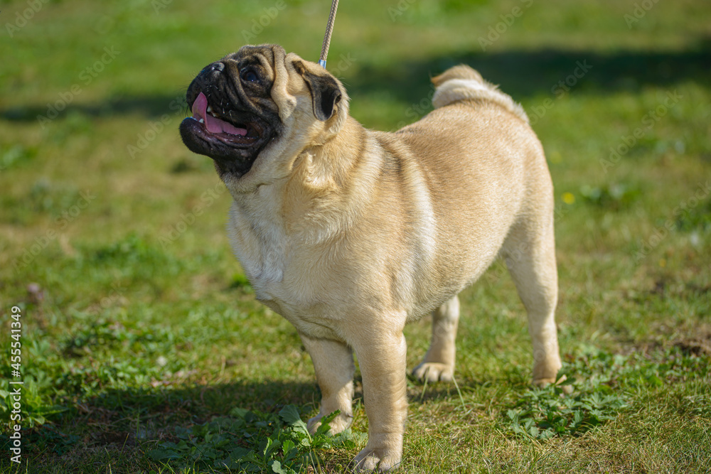 little cute pug dog at walk, close view 