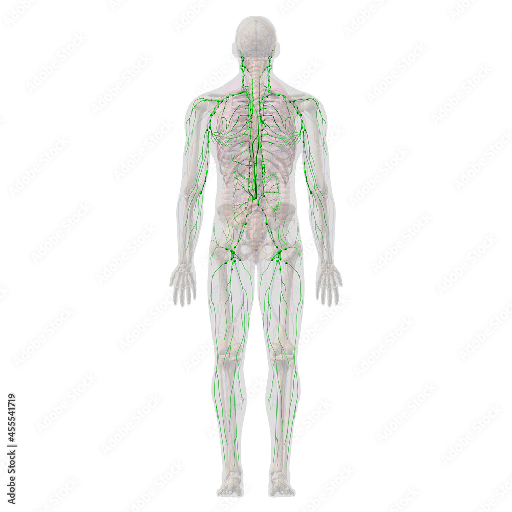 Lymphatic System with Skeletal and Internal Organ Anatomy, Full Body Rear View on White Background Lymphatic System with Skeletal and Internal Organ Anatomy, Full Body Rear View on White Background