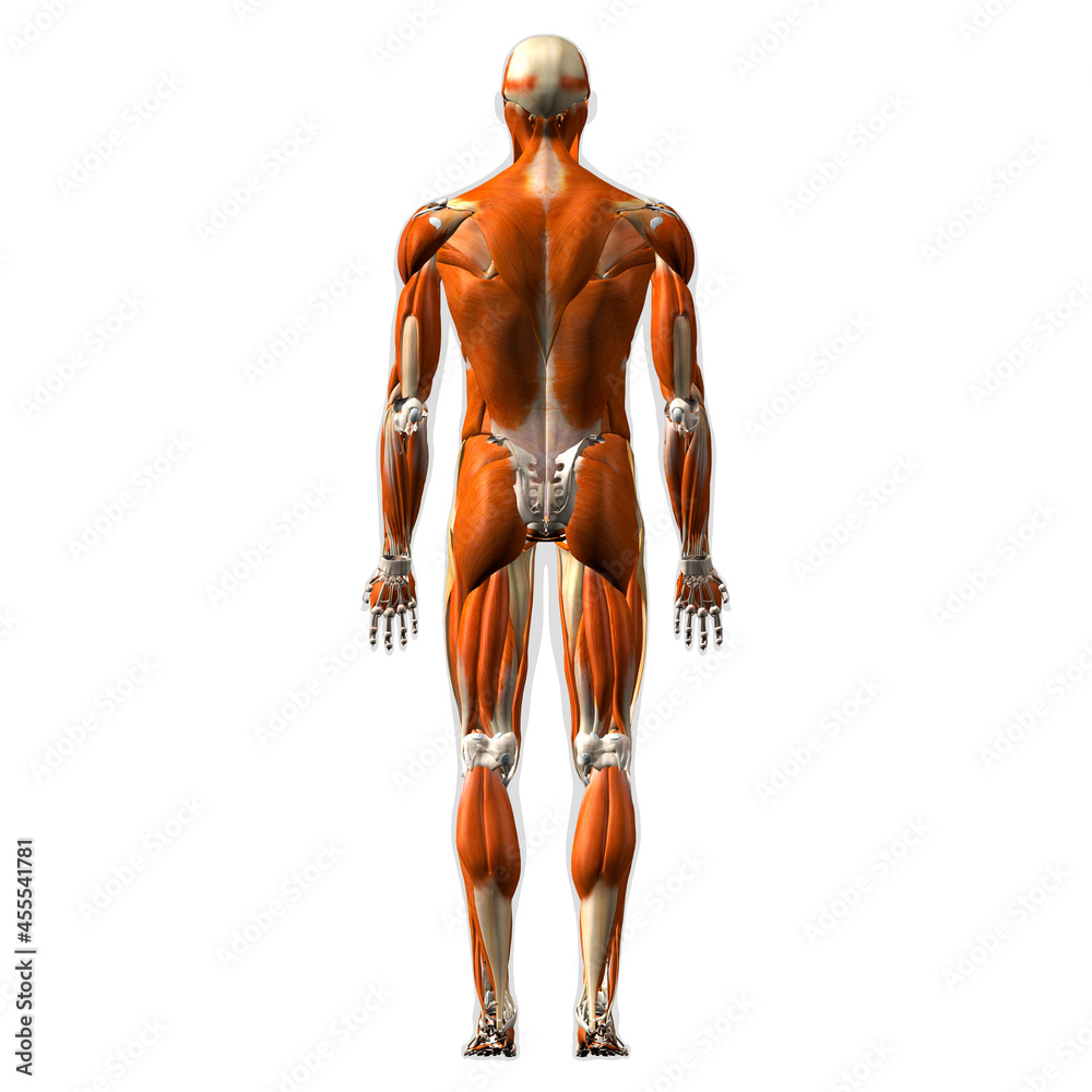 Male Full Body Muscle and Connective Tissue Anatomy, Rear View on White Background	