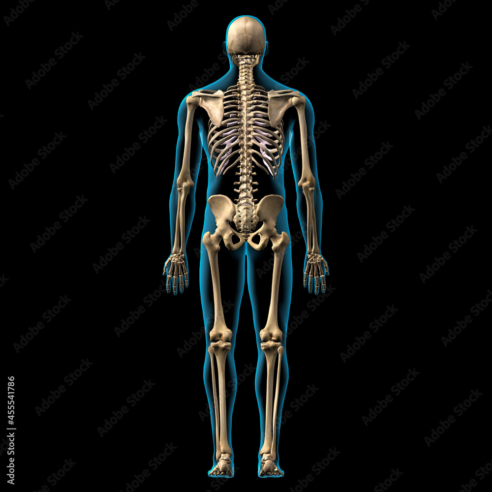 Skeletal System Male Full Body Posterior View on Black Background