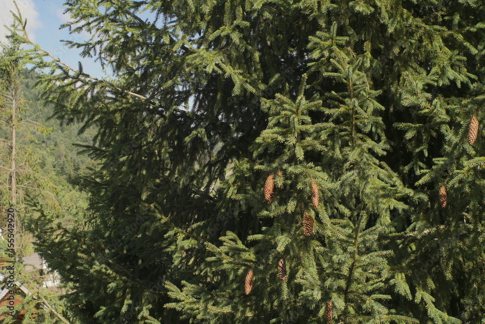 Fototapeta premium big spruce tree with cones