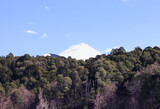 landscape of the Llaima volcano over a forest