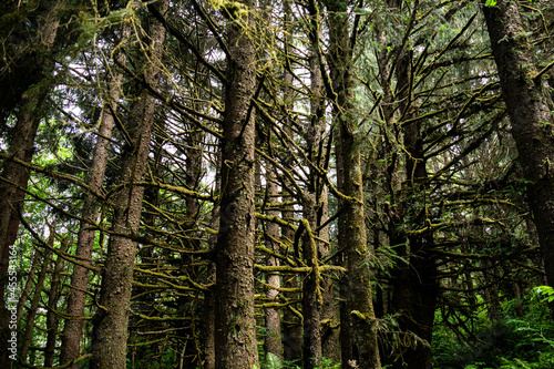Dense Trees at Fern Canyon in the Redwood National Forest California USA