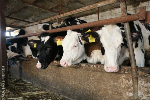 selective focus, cute little farm calves 3 months old