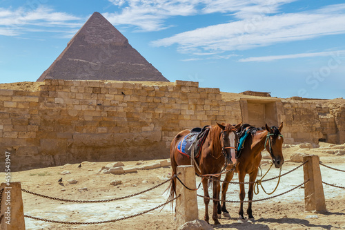 Horses standing in front of the great pyramids of Giza  Egypt