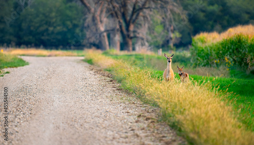 Fawn and Doe on Roadside
