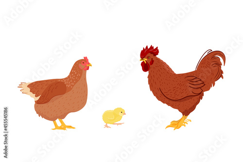 Adorable chicken family - chicken, rooster and chick isolated on white background. Poultry farming. Vector illustration of farm animals in a flat style.