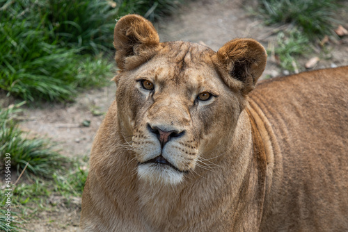 Adult lioness resting on the ground looking into camera