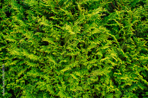 green branches of thuja. evergreen coniferous plant. 