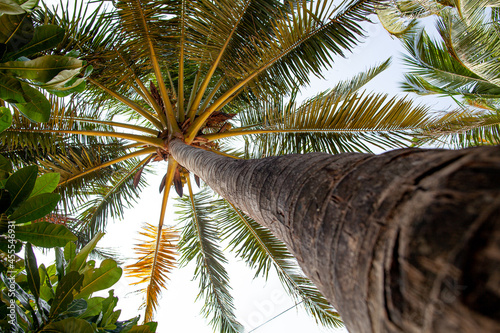 Palm trunk structure on a tropical island.