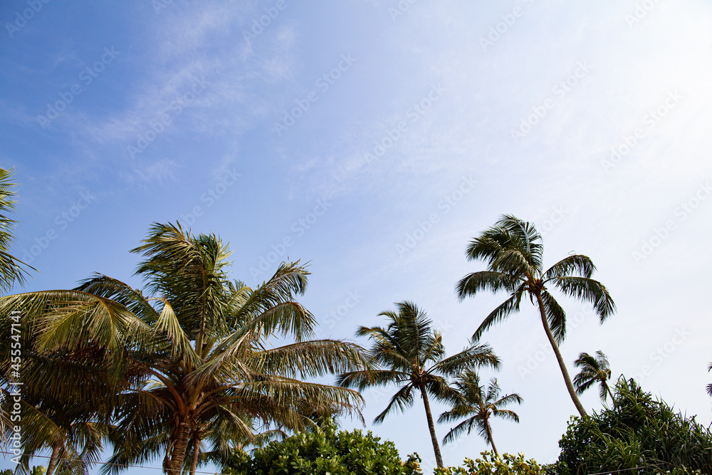 Palm branches against the sky on a tropical island.