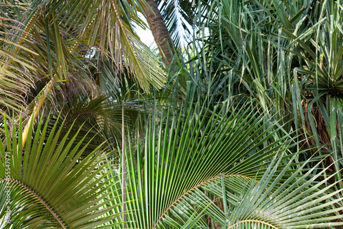 Palm branches against the sky on a tropical island.