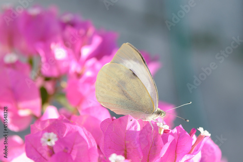papillon blanc 2
