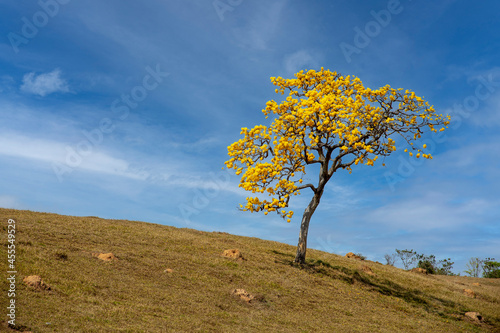 Yellow ipe tree isolated in field with blue sky.