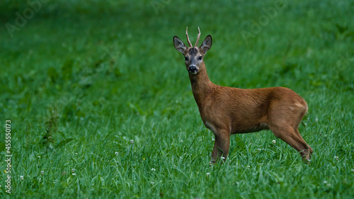 deer, tier, wild lebende tiere, natur, säugetier, wild, kitz, gras,