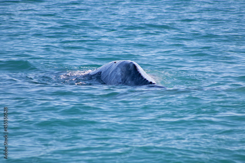 dolphin in the water