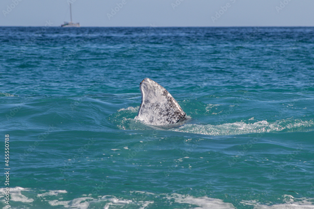 Obraz premium humpback tail