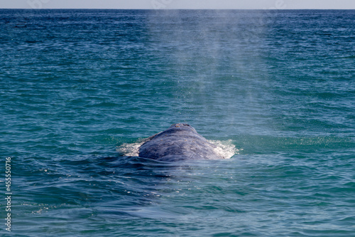 dolphin in the sea