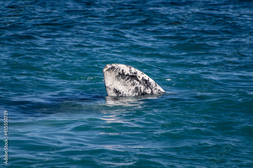 humpback tail