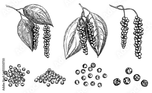Black pepper plant branch vector drawing. Pepper Peas. Botanical illustration. Vintage hand drawn spice sketch. Seasonings ingredient, culinary and cooking flavor.